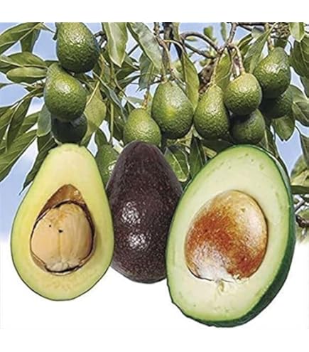 Amazon.co.jp: 【予約受付中】アボカド フェルテ 2年生接木苗 大